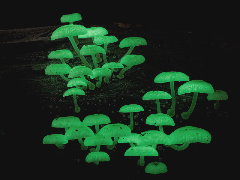 Featured image of post Fungi 1/n - The Most Underappreciated Kingdom of The Natural World
